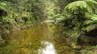 Video voorbeeld van "The Fourmyula - "Nature""