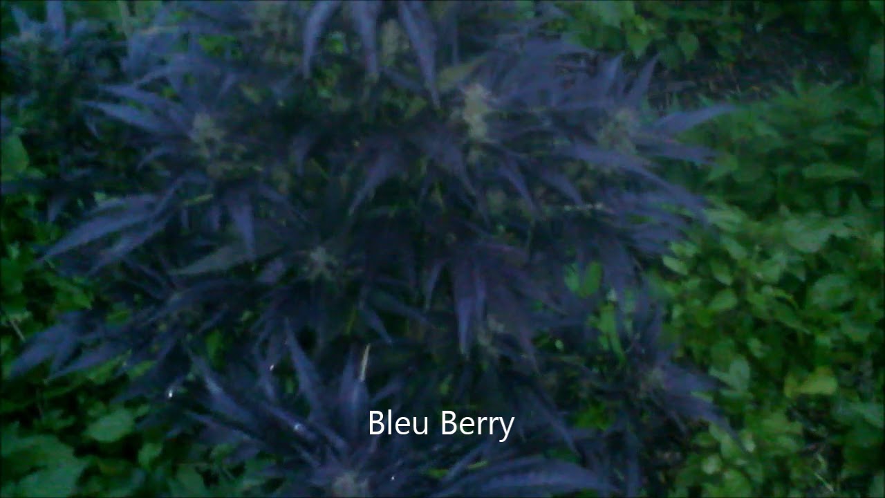 THC-RSO olie maken door buitenkweek in Nederland, Olie kopen?