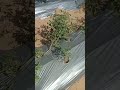 tomato crop in flowering stage