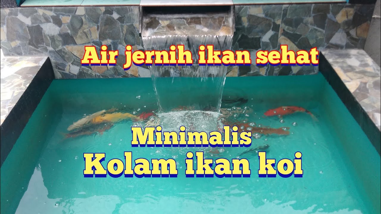 Ikan koi di kolam baru, mantaap - YouTube