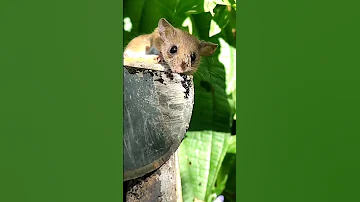 ¿Los humanos temen a las ratas?