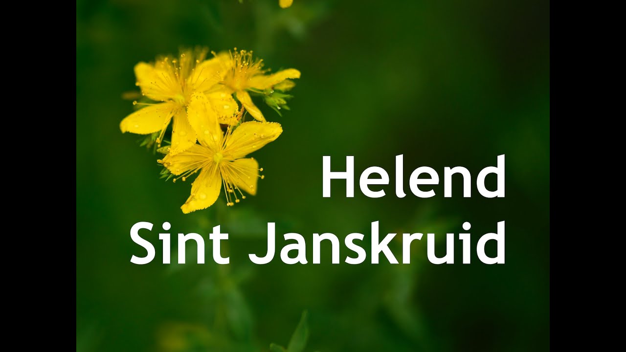 HELEND SINT JANSKRUID - Kruidengeheimen