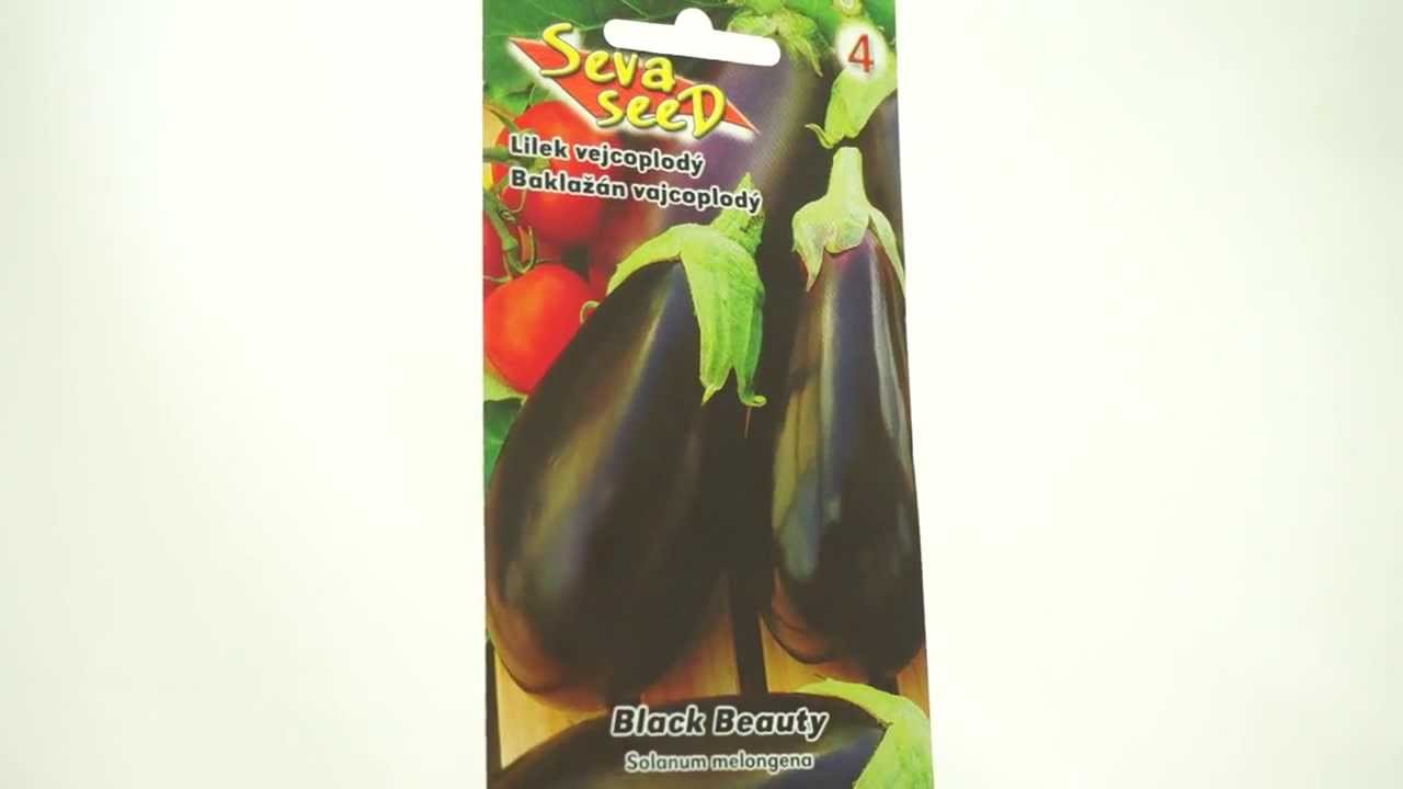 Vejcoplodý Lilek - Black Beauty - semena 0,8 g