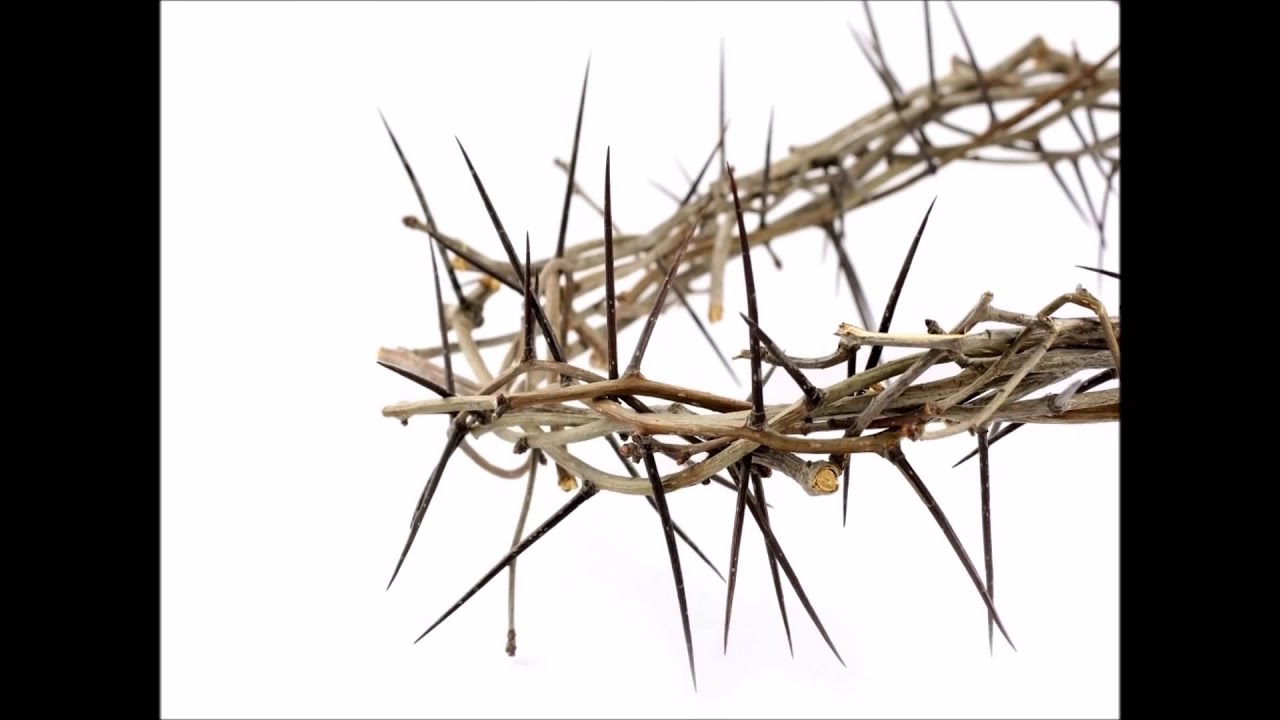 Sweet mercies - Vineyard