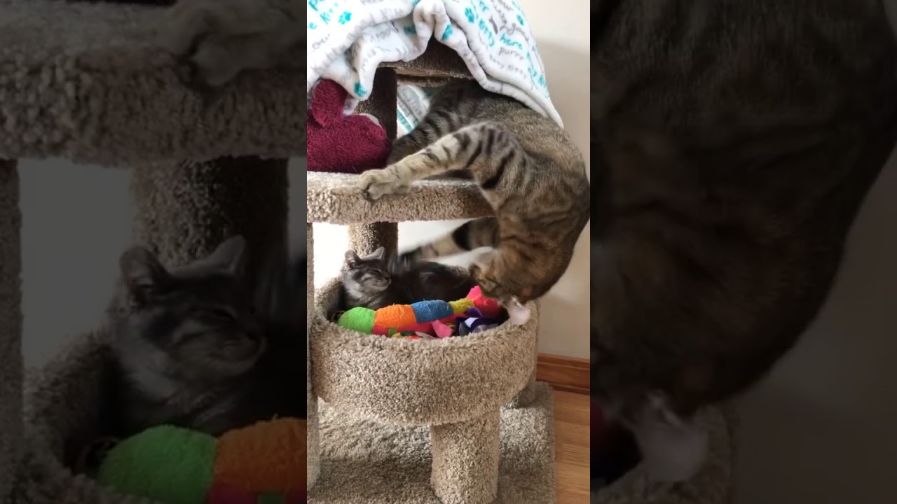 Finn the CatTrying to Play? YouTube