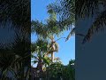 Backyard Vibes #chill #backyard #palmtrees