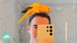 Velcro Parrot Won’t Let Man Shower In Peace. Now They Do It Together | Cuddle Buddies