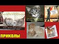 Котики, которые знают секрет счастья: смех и милота для вас смотрите картинки мемы  приколы  🤣