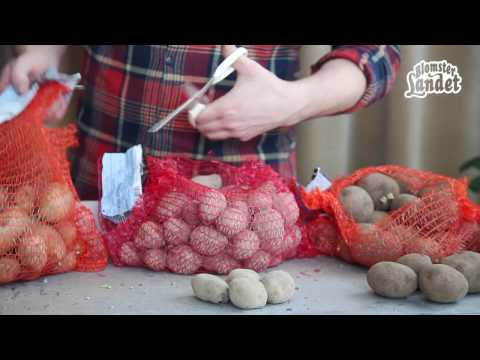 Video: Hur Man Lagar Potatis I Krukor