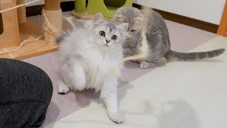 The mischievous kitten that gets in the way of its owner is so