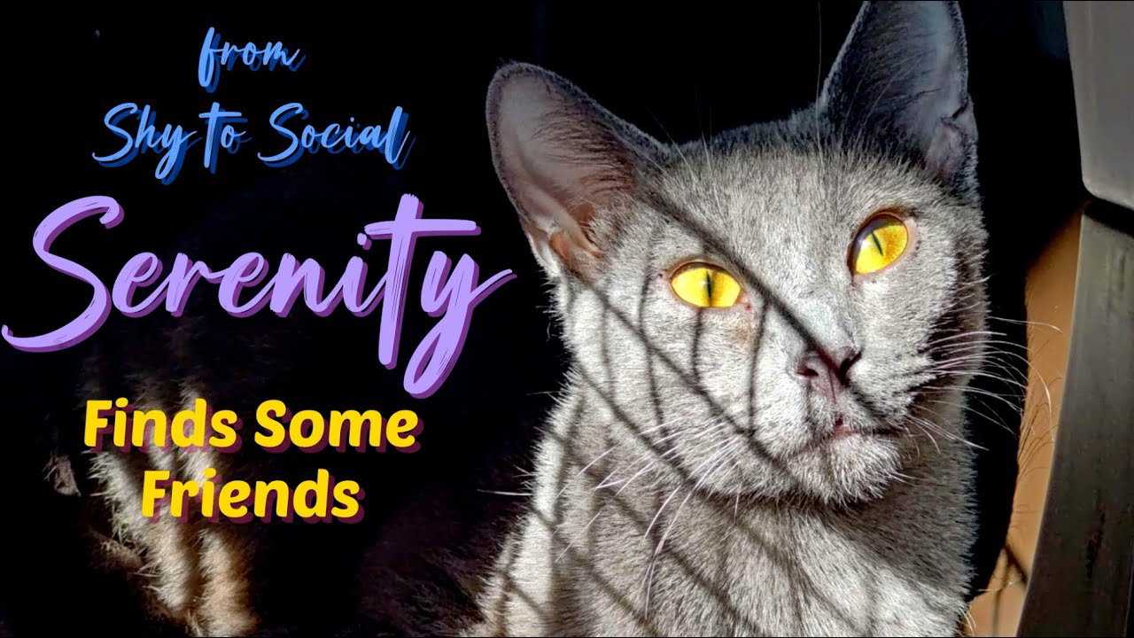 Serenity Finds Some Friends — (with Kitten Academy classes “Cutensils” & “April Meowers”)