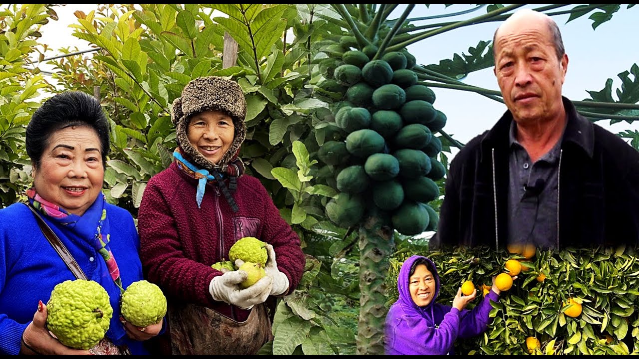 Khub Niam Txiv Muaj Peevxwm Cov Tsev Sov, Txiv Maj Kabthan, thiab Txiv Kabntxwv Ntsuab