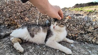 Cute cats living on an old pier on cat island