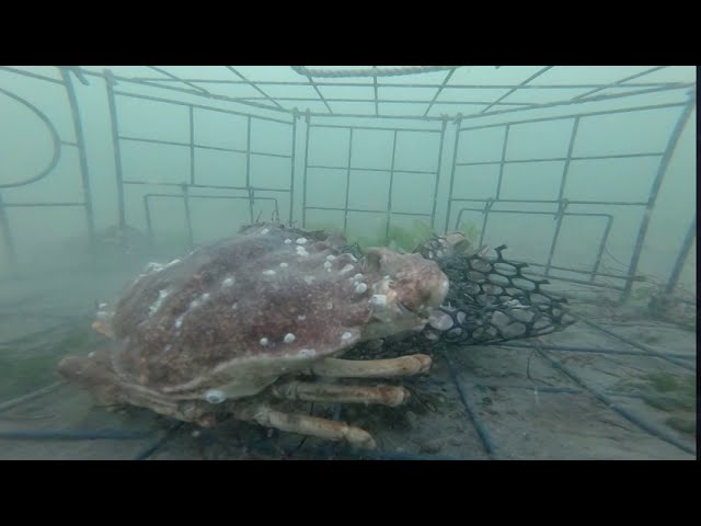 Crab Pot GoPro Timelapse 