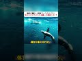 海岸に漂着した巨大マッコウクジラ！ 飢えたオオカミたちを救った奇跡とは！？ #マッコウクジラ #オオカミ #野生動物 #自然界 #海の奇跡