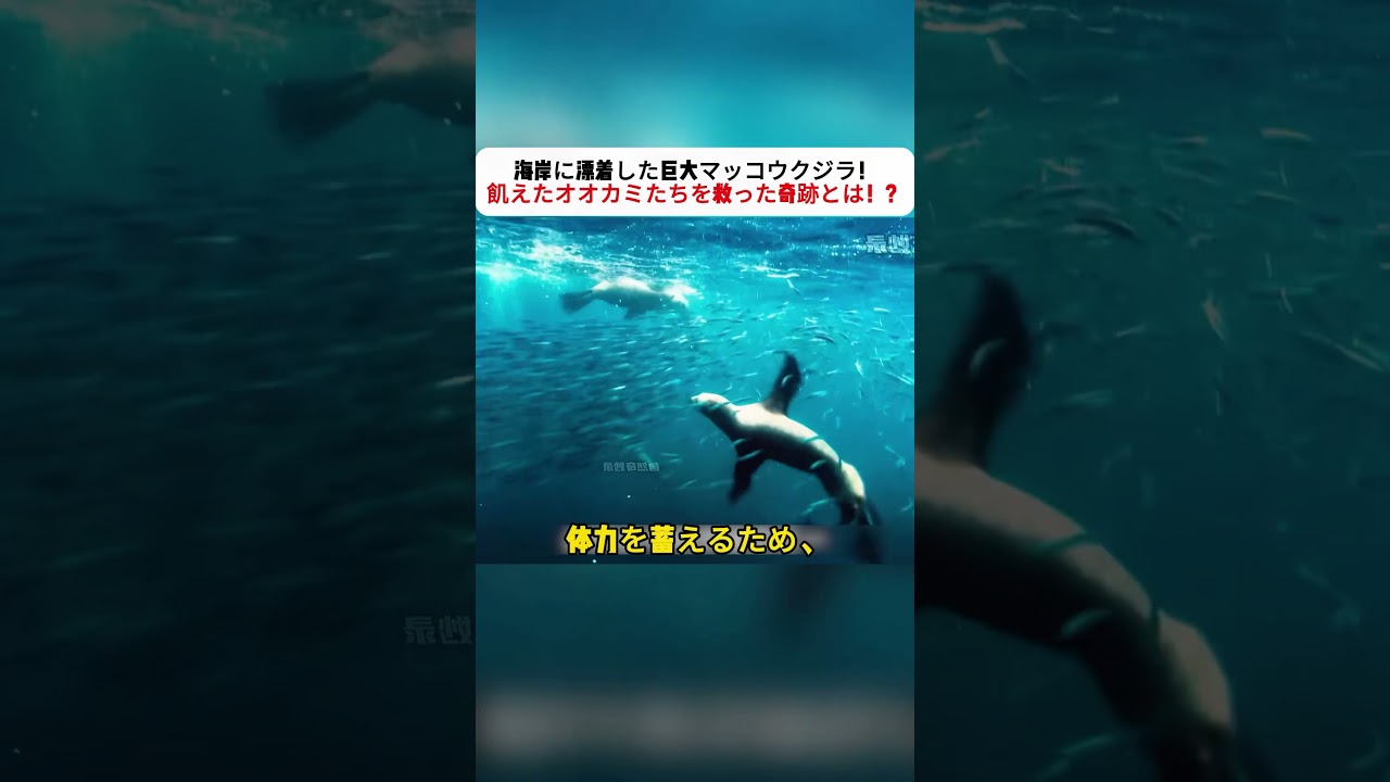 海岸に漂着した巨大マッコウクジラ！ 飢えたオオカミたちを救った奇跡とは！？ #マッコウクジラ #オオカミ #野生動物 #自然界 #海の奇跡