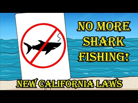 No More Shark Fishing!?! New California Fishing Laws 2023 (Land Based Shark Fishing)