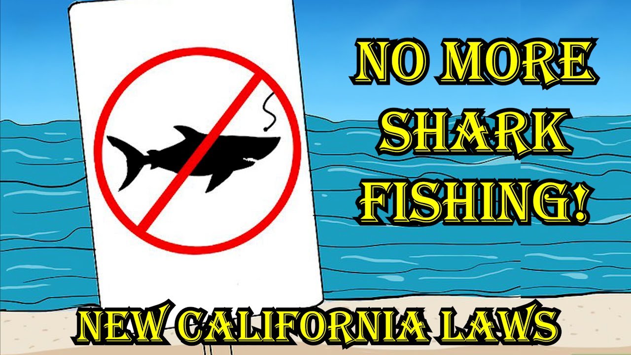 No More Shark Fishing!?! New California Fishing Laws 2023 (Land Based