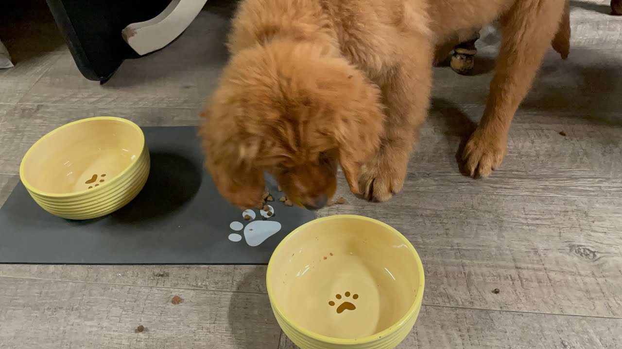 Silly pup tipped his bowl but wanted more food in it. Golden Retriever puppy YouTube