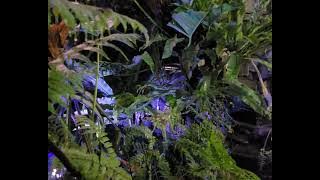 serasa di hutan horizon @