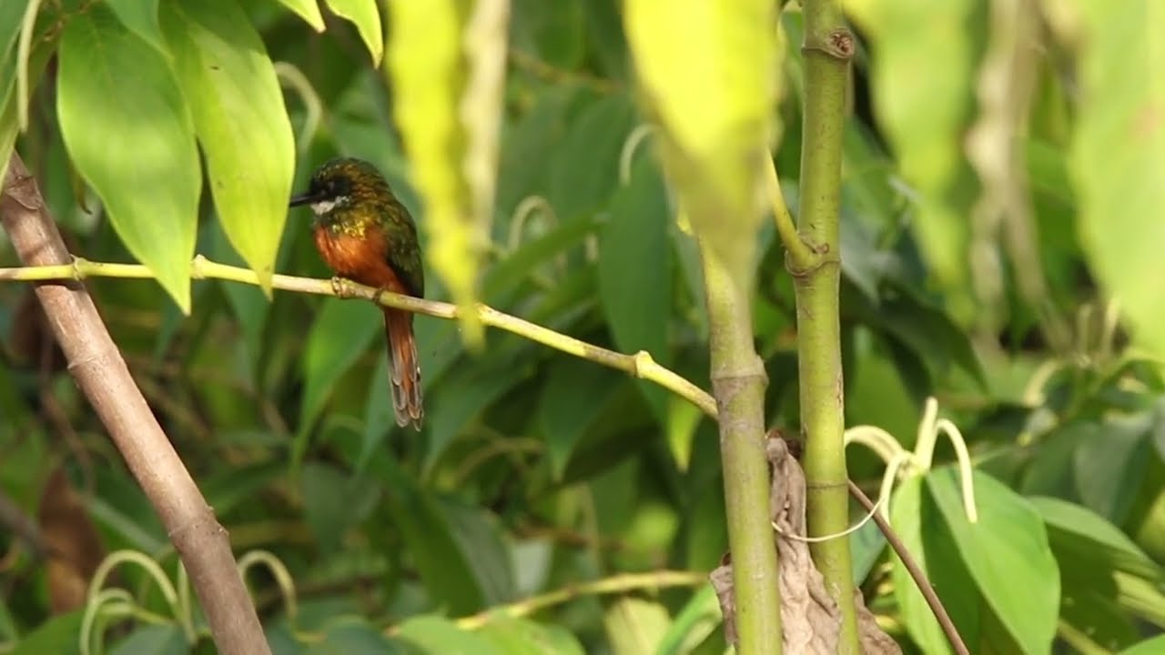 Ariramba de cauda ruiva pegando uma borboleta 
