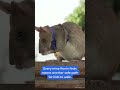 This Rat Just Saved Hundreds of Lives |  #shorts #youtubeshorts #viralshorts #trendingnow