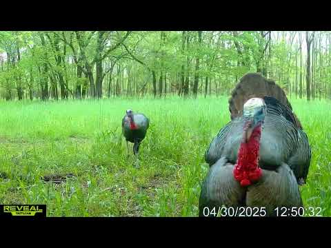 TRAIL CAM TUESDAY!