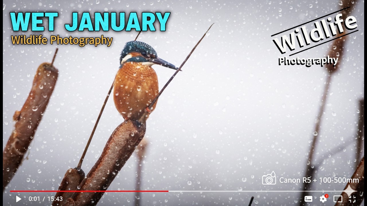 Can the Canon R5 Handle This? January Wildlife Photography in Rain & Sun