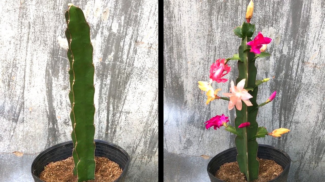 Попробуйте привить красочный рождественский кактус на дереве дракона