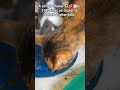 Https Vt Tiktok Com ZS9BCSa4y Https Vt Tiktok Com ZS9B9tPYf 