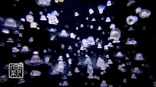 Immortaljellyfish 12 Hours Relaxation Music For Falling Asleep