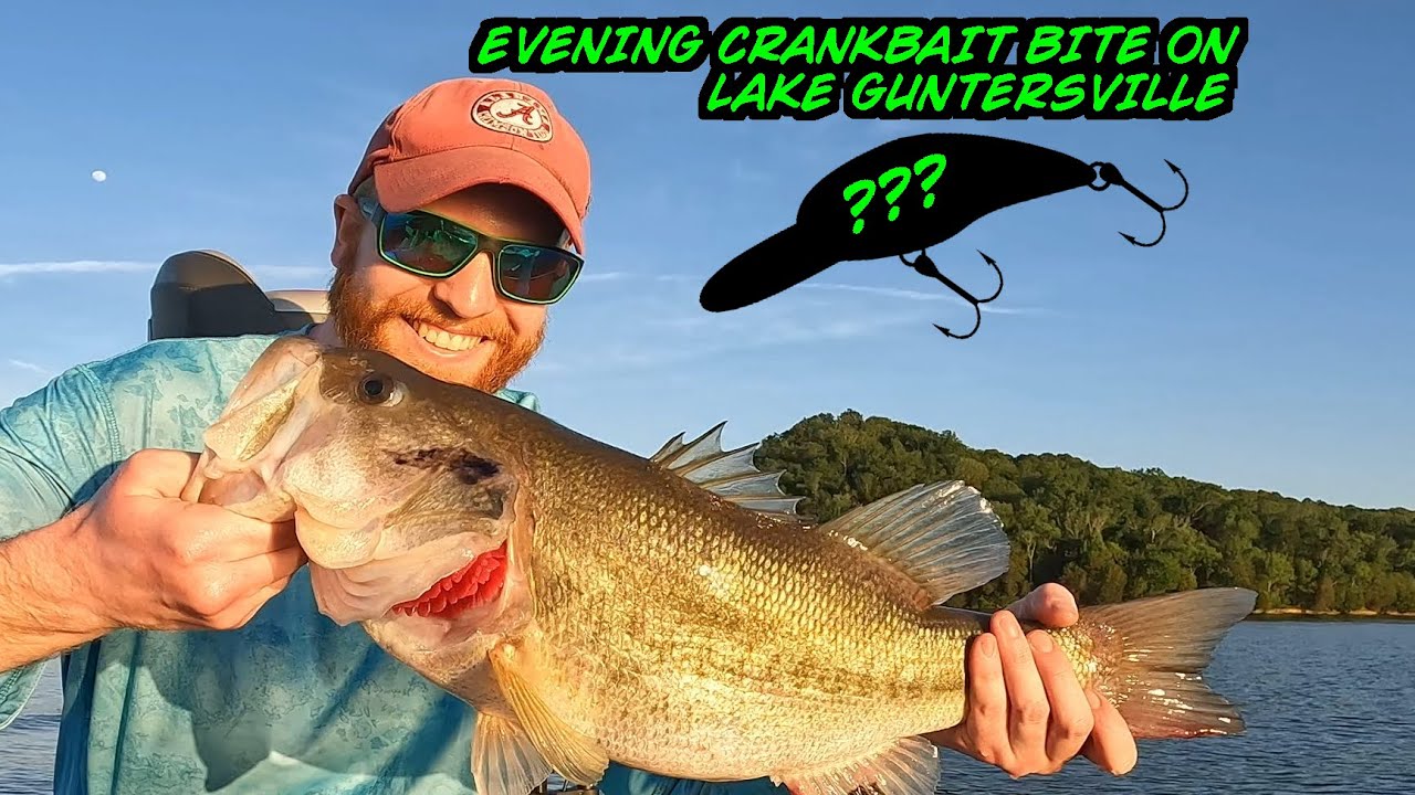 Evening Crankbait Bites On LAKE GUNTERSVILLE / Big Bass / Drum / Stripe