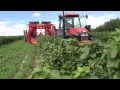 Kombajn VICTOR-Z, black currant harvester - season 2012