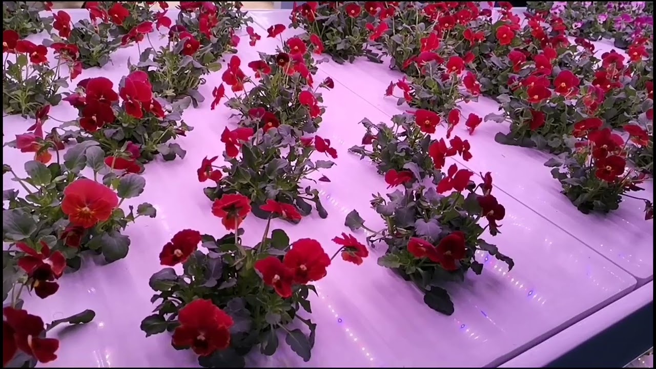 led plant grow light 1000w，600w led plant grow light，outdoor artificial