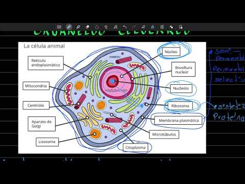 ORGANELOS celulares y sus funciones | Parte 1 | Preguntas tipo examen UNAM