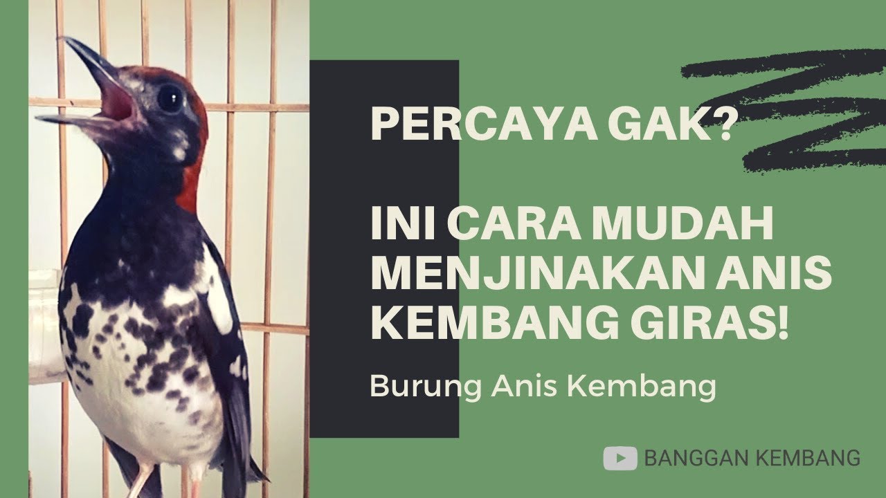 Cara Menjinakkan Anis Kembang Muda Hutan Giras Youtube