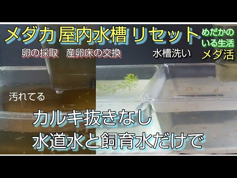 メダカ メダ活 屋内水槽 リセット 水槽洗い カルキ抜きしないで水道水と飼育水だけ 卵の採取 産卵床の交換 塩浴 餌やり Youtube メダカ メダ活 屋内水槽 リセット 水槽洗い カルキ抜きしないで水道水と飼育水だけ 卵の採取 産卵床の交換 塩浴 餌やり Youtube