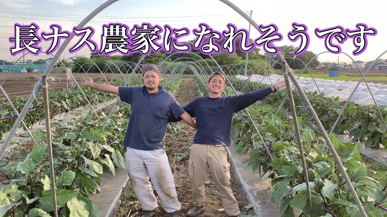 長ナスV字仕立て栽培】長ナス未経験の若手農家が長ナス農家を目指す 