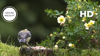 Breathtaking Nature & Wonderful Birds Songs | The Most Colorful Birds in the World by NATURE WILDLIFE 162 views 7 days ago 7 minutes, 22 seconds