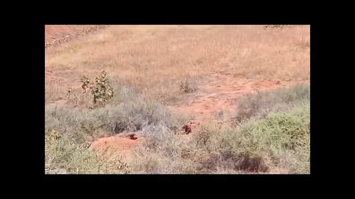 Tres meses recién cumplidos.