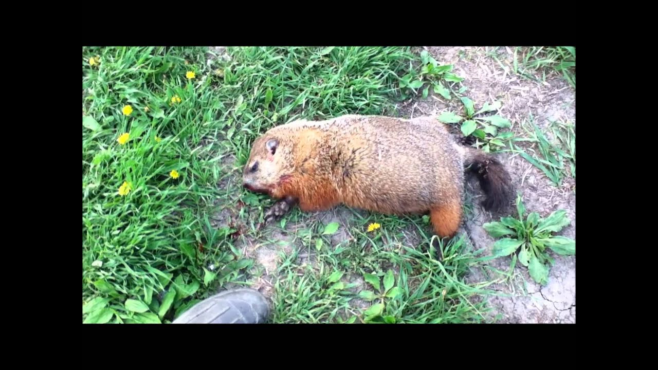 Woodchuck Hunting YouTube