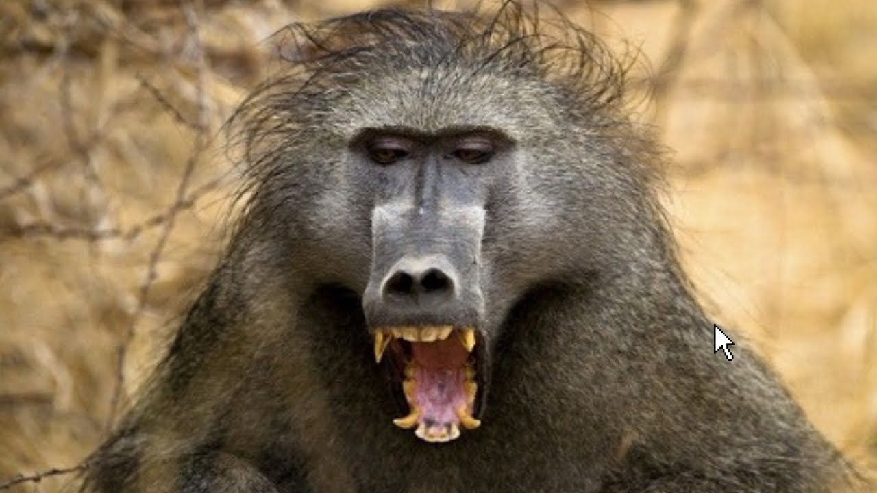 👉 Khó tin hành vi khỉ đầu chó đực với khỉ cái