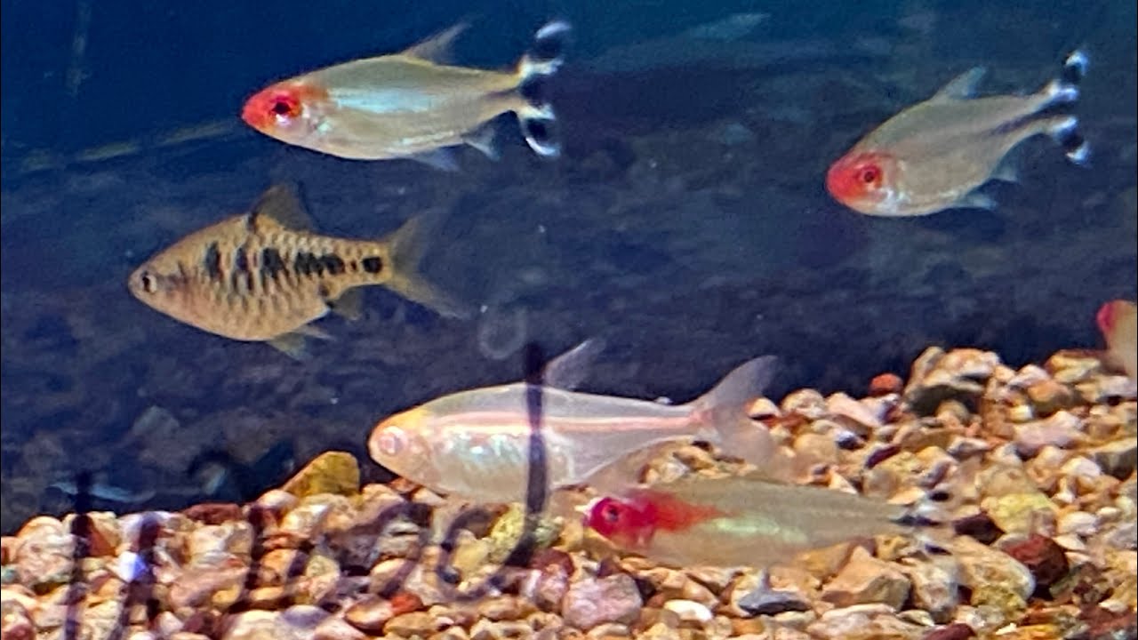 EXOTIC TROPICALS COOKEVILLE TN FISH/REPTILES/SUPPLIES YouTube