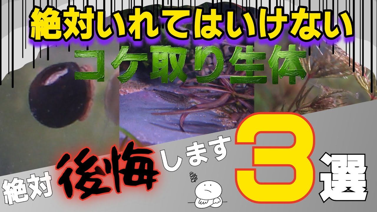 【アクアリウム初心者必見☆】実は知らないと後悔する！コケ取り生体の意外な欠点