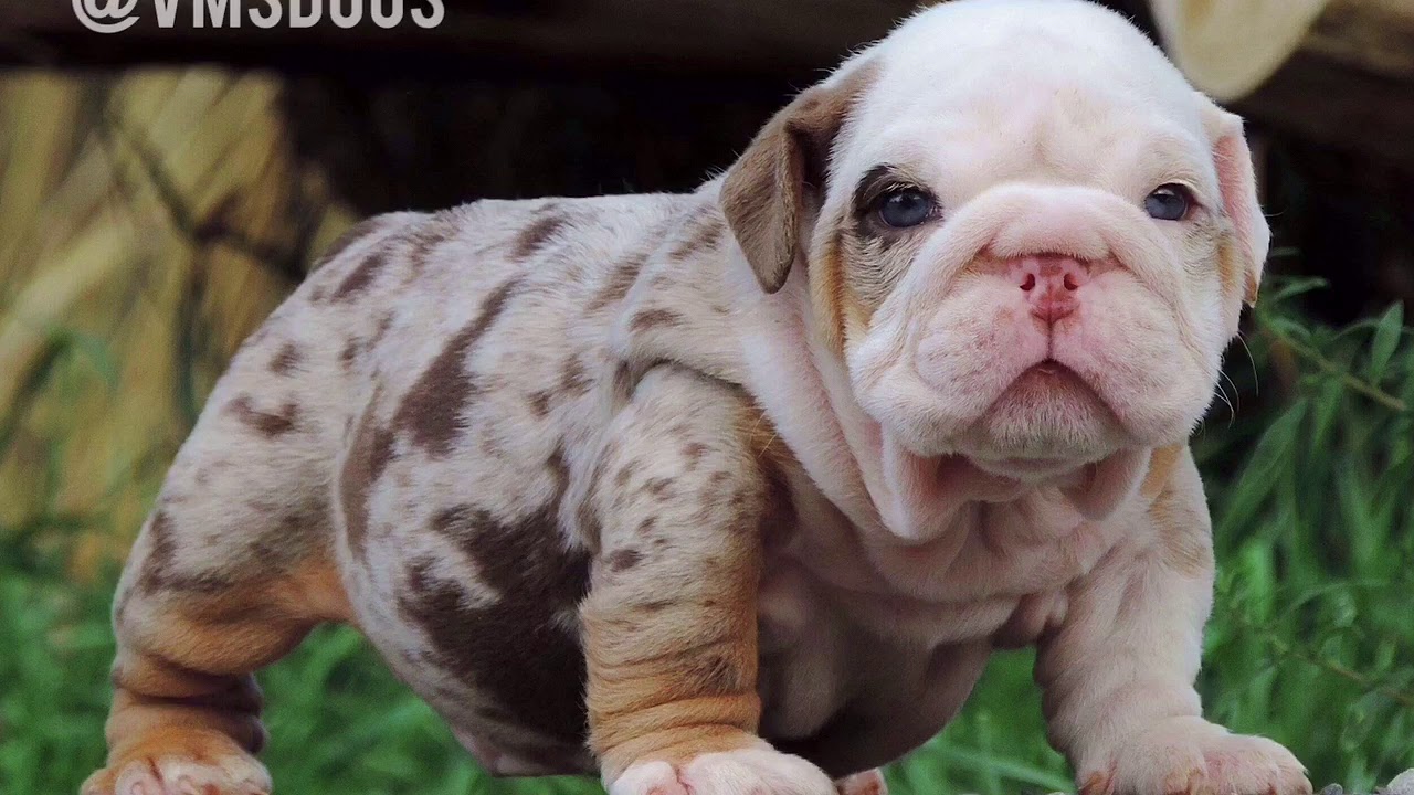 camera iphone 8 plus apk Big Hunk Chocolate Tri Merle English Bulldog