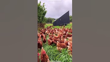 The Shocking Truth Behind Chicken Growth Machines! #shorts