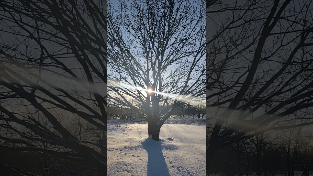 Лопуховатый остров и дубок (19.01.2026)