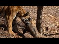 Noor The Tigress Of Ranthambore Dragging Its Kill Noor The Tigress Of Ranthambore Dragging Its Kill