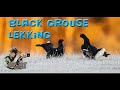 Photographing Black grouses lekking