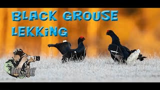 Photographing Black grouses lekking